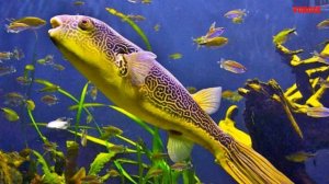 Тетраодон МБУ в аквариуме Содержание совместимость и чем кормить Тетраодона МБУ