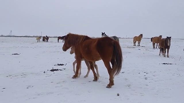Кулын! Жеребенок! смотреть онлайн