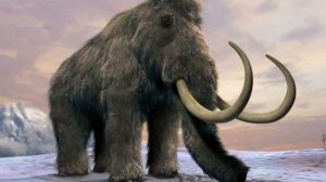 Интересные факты о мамонтах . Interesting facts about mammoths