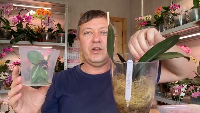 НОВЫЕ КОРНИ ОРХИДЕЙ ПОЛЕЗЛИ КУЧЕЙ у орхидеи через 2 недели от ЭТОГО смотреть онлайн