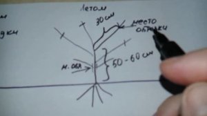 Обрезка абрикоса 1 год после посадки. Правильная обрезка абрикоса