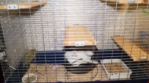 Шиншиллы - уход и содержание. Как ухаживать за шиншиллой в домашних условиях