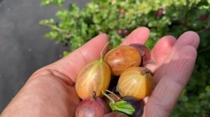 Сравнение ягод крыжовника:Колобок,Командор,Уральский розовый Кооператор,Сеянец Лефора,Челябинский сл