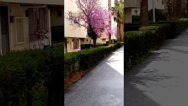 Жизнь в розовом цвете. Багряник - Церцис. Цветение. Турция Анталия. Март. смотреть онлайн