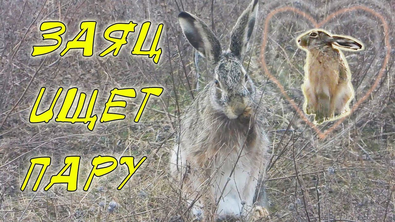 Заяц в поисках зайчихи смотреть онлайн