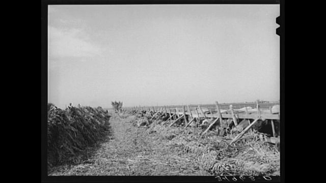 American Folk Music (Southern): Great Day смотреть онлайн