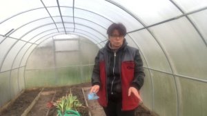 Обработка теплицы медным  купоросом осенью!