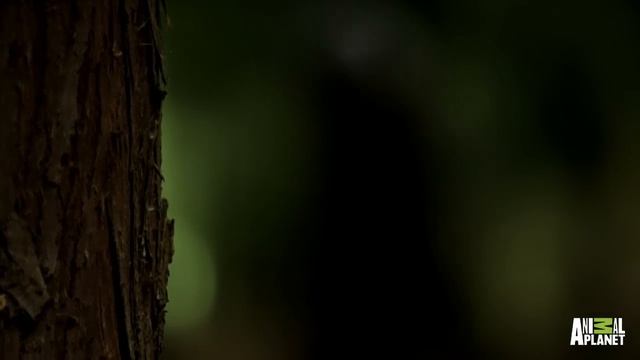 Does a Wildman Inhabit Russian Forests? смотреть онлайн