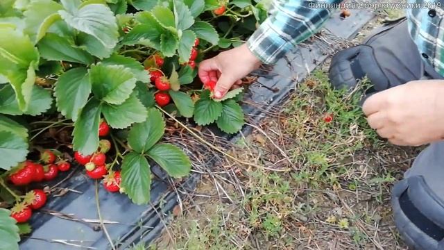 Татьяна. Финляндия.Сбор клубники 2019.Это фантастика! смотреть онлайн