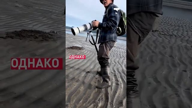 Гид спас группу туристов от страшного нападения медведя смотреть онлайн