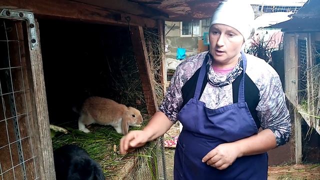 Нужно ли вакцинировать кроликов. Почему гибнут кролики. смотреть онлайн