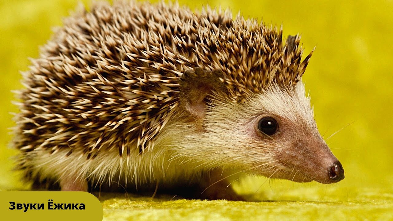 Как разговаривает и какие звуки издаёт Ёжик смотреть онлайн