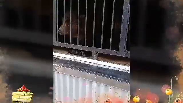 Едим в зоопарк/Самарский зоопарк смотреть онлайн