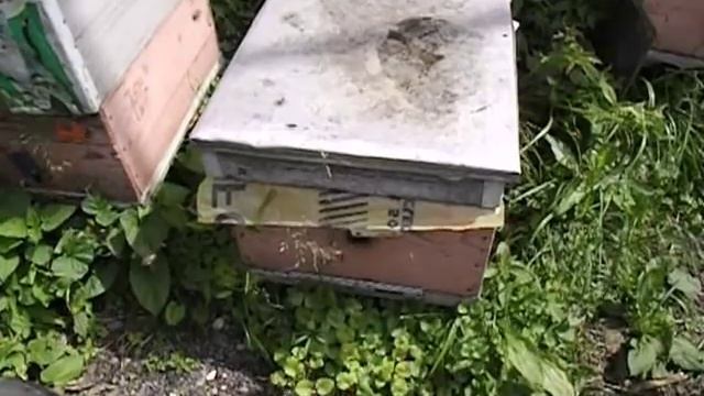 ошибки пчеловода - объединение роя с семьей пчел или отводком смотреть онлайн