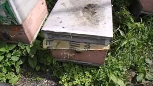 ошибки пчеловода -  объединение роя с семьей пчел или отводком