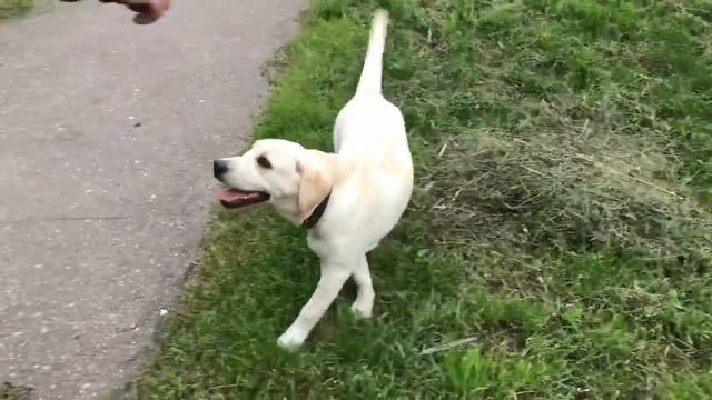 Лабрадор щенок в 5 месяцев показывает зайку смотреть онлайн