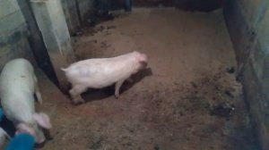 Почему поросята плохо растут/И что с этим делать???