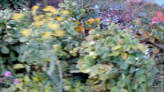 земляника перед зимой смотреть онлайн