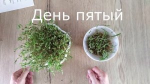 Микрозелень Маш за 5 дней.  День пятый