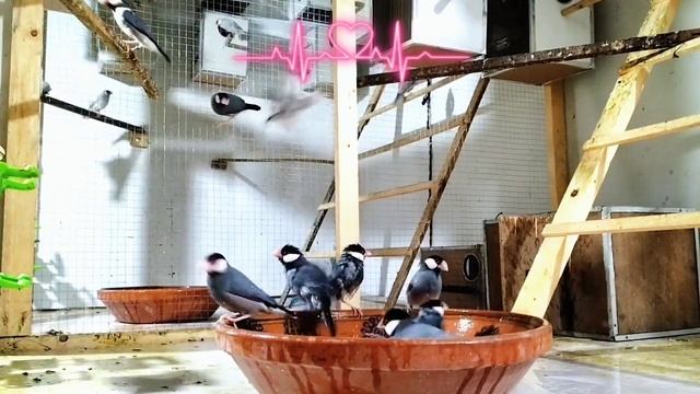 JAVA Sparrow?? or Humara Part Time Business #Java #PartTimeBusiness #birds смотреть онлайн