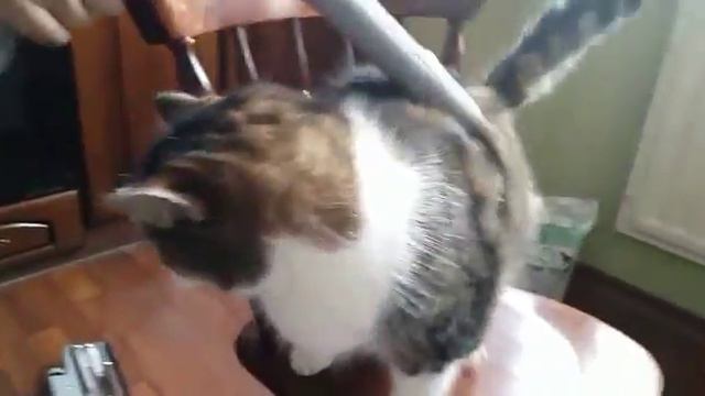 кот пылесосится смотреть онлайн