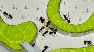 Что если дать муравьям яйцо Кормление муравьёв жнецов