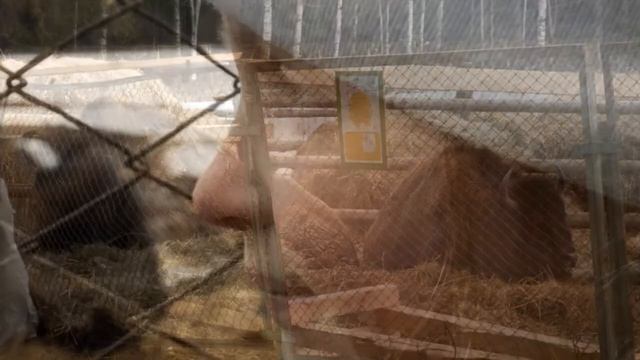 Токсово. Зубробизоны. смотреть онлайн