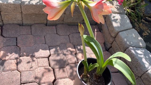 Amaryllis (Apple Blossom) Blooming in April смотреть онлайн