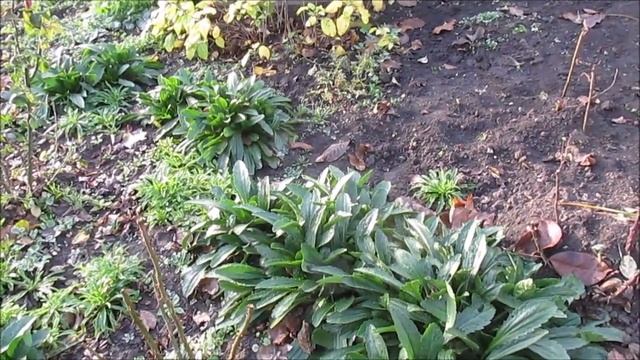 Ромашка июньская крупная. Саженцы на весну смотреть онлайн