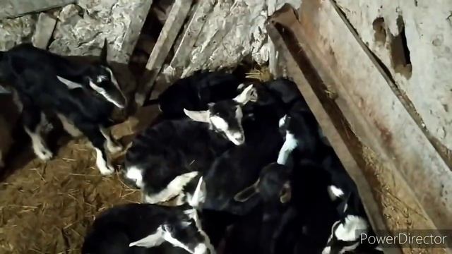 ОВЦА ПЬЕТ МОЛОКО. МНОГО КОЗЛЯТ. ИНКУБАТОР БИТКОМ. Коровы. Цыплята. Свиньи. смотреть онлайн