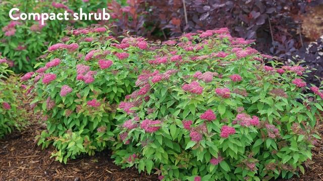 30 seconds with Proven Winners® Spiraea Double Play® Red (EU) смотреть онлайн