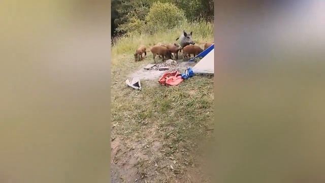 ВОТ ЭТО УЛЁТНАЯ РЫБАЛКА 2019 Вот это приколы на рыбалке #68 смотреть онлайн