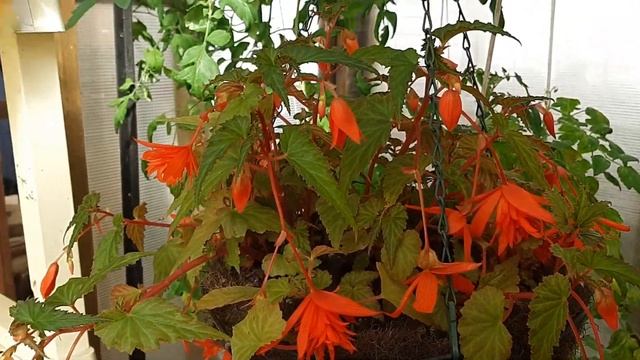 Бегония Ампельная Шардоне. Добиться Шикарного Цветения.Черенкование. смотреть онлайн