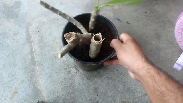 SUPER EASY Method To GROW Plumeria (Champa) From Cuttings смотреть онлайн