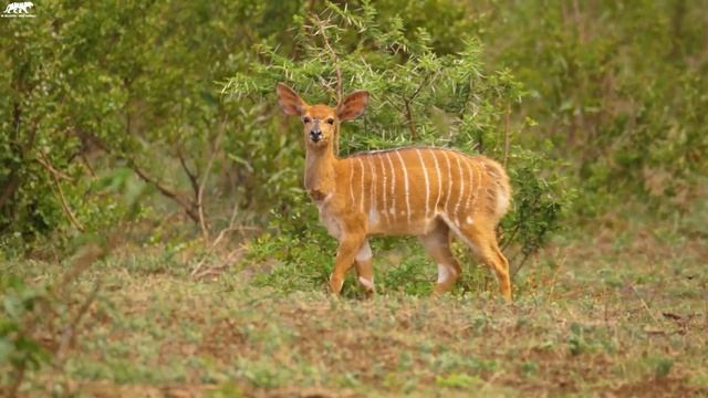 Wild Babies 4K - Amazing World Of Young Animals | Scenic Relaxation Film