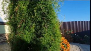 ИПОМЕЯ КВАМОКЛИТ — изящное украшение сада - вьющееся растение