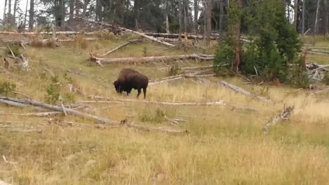 Yellowstone Bison Grazing смотреть онлайн