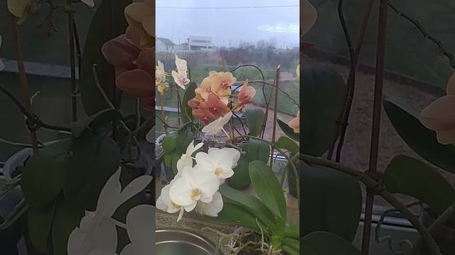 С праздником Вход Иисуса Христа в Иерусалим! смотреть онлайн
