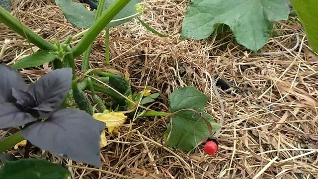 сбор огурцов в мае . первый урожай огурцов. смотреть онлайн