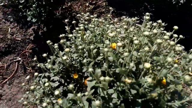 Ускоряю цветение хризантемы (не с помощью притенения), 1 сентября смотреть онлайн