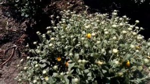 Ускоряю цветение хризантемы (не с помощью притенения), 1 сентября