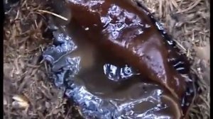 Грибы Молодильные Саркосома шаровидная Sarcosoma globosum в разрезе. Редкие грибы.