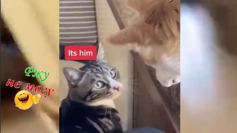 ОБХОХОЧЕШЬСЯ !!! Смешные Видео С Собаками Попробуй не засмеяться... смотреть онлайн