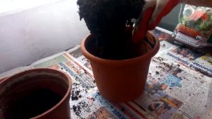 Как пересадить кактус в другой горшок