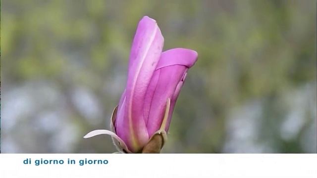 Chi semina raccoglie (Piante) - Magnolia смотреть онлайн