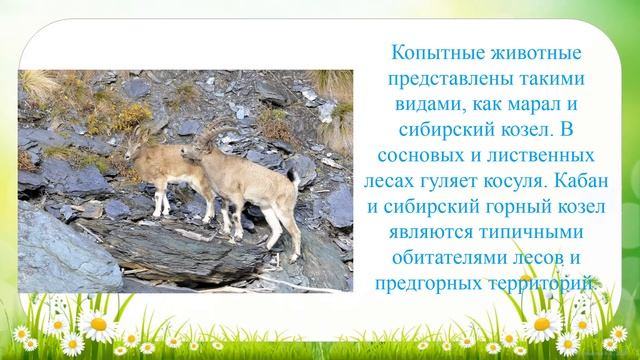 Путешествие по Саяно-Шушенскому заповеднику смотреть онлайн