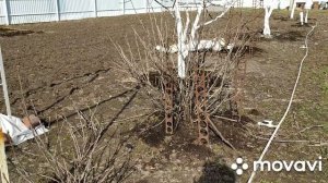 Первые весенние работы на Усадьбе, уход за садом после зимы в марте.