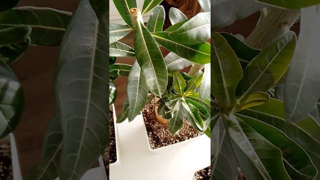 #адениум #adenium #розапустыни #одениумы выращенные из семян#обрезка адениума#