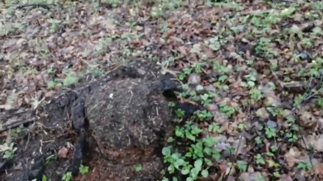 Избавился от муравейника на участке. Пострадавших нет. смотреть онлайн