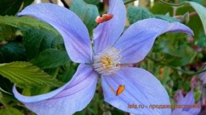 Клематис крупноцветковый Блю Ривэ (clematis) ? обзор: как сажать, саженцы клематиса Блю Ривэ